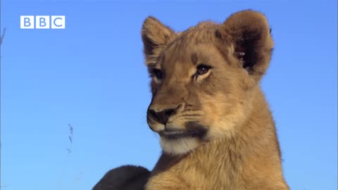 Lion Cubs trying to fight Spitting Cobra - narrated by Kate Winslet, Martin Freeman & Rupert Graves