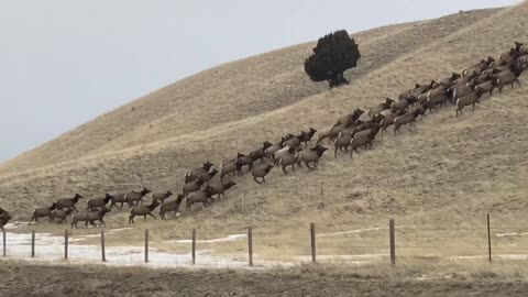 Elk Halt Traffic While Crossing Highway