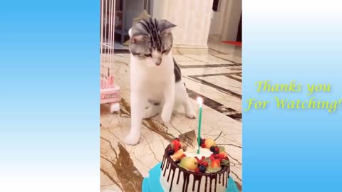 Funny And Cute Cat's Life Cats And Owners Are The Best Friends Videos