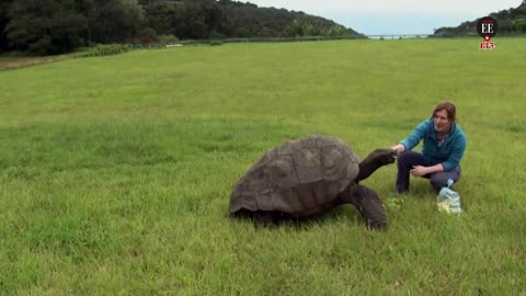 La tortuga Jonathan, el animal terrestre más viejo del planeta | El Espectador