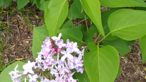 Lilacs