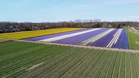 Tulips in Holland 2021