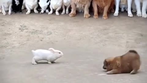 Fanny dogs 🐕 vs Rabbit 🐇 😆 😂 😆