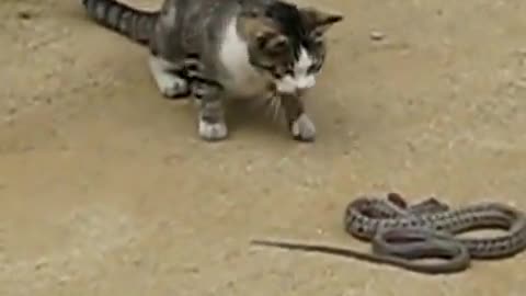 Cat x Snake