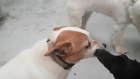 Puppy kisses old dog