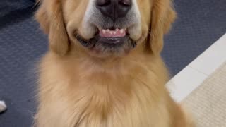 Golden Retriever Gives a Toothy Grin