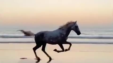 #Horse running on tha beach