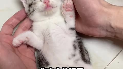 Funny cat reaction only for CAT lover