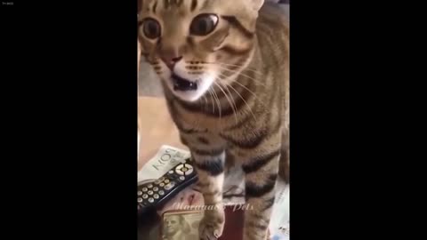 New Funny Cats and Dogs Videos 😹🐱 Funny Cats Videos 😻