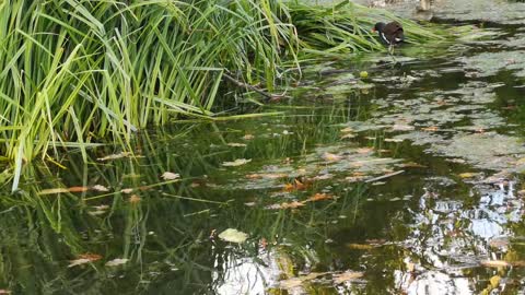 Wild Ducks Paddling In The Park Water Pond