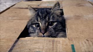 Cat attacks from the box