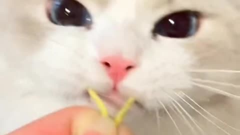 A fanny Cat Video and Cute Cat Video