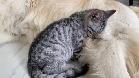 Funny Golden Retriever and Kitten