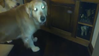 Golden Retriever frees cat trapped under kitchen sink