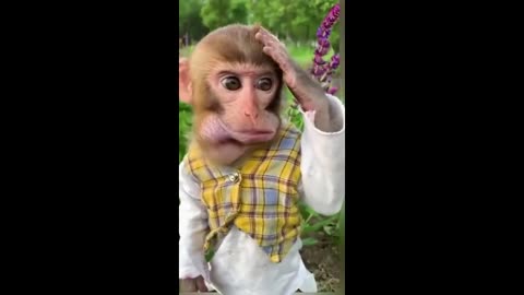 kids-funny animals that will make