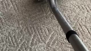 Carpet cleaning in Meridian Idaho