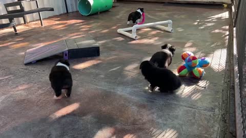 Toy and Mini Aussie Puppies exploring the playpen at Lindsey’s Aussies in Oklahoma