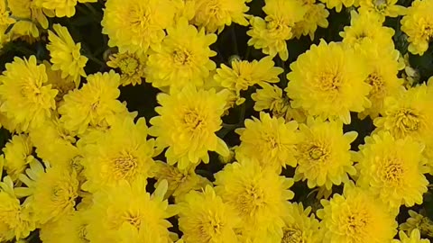 Chrysanthemums Plant 😍‼️