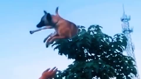 Dog jump training