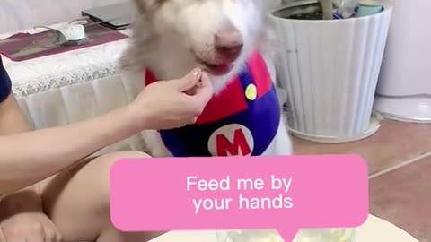 Cute funny dogs 🐕 videos