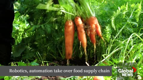 Robotic supply chain How automation impacts the food you eat