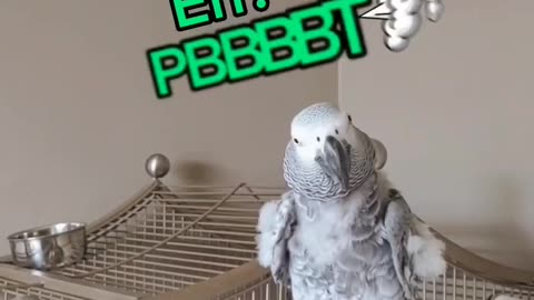 @funnyanimals || funny animals || funny parrot