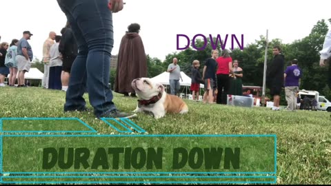 Clarks Summit Dog Trainers lll OLK9 Scranton lll 2 Year Old English Bulldog, Ruxin (Full video)