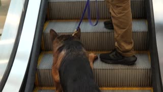 How to Prepare Your Dog for Escalators