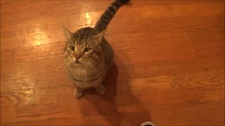 Funniest 1 Second Cat Video Part 2