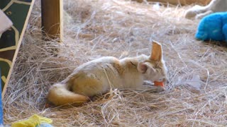 Small fox enjoying his meal