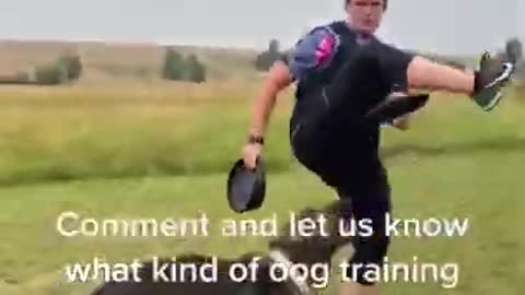 Perfect Dog Training - Best dog training in the world