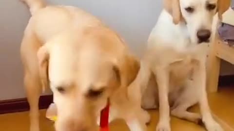 Dog safe her friend