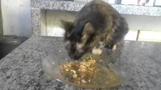 Cat takes food with her little hand from the plate and eats