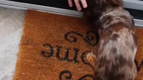 Interact with the dog through this little gap