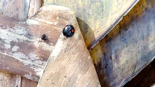 Twice Stabbed Lady Bug