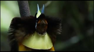 Bird of paradise originating from the land of Papua, Indonesia