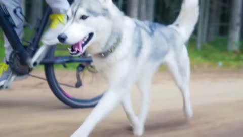 Dogy racing with cycle