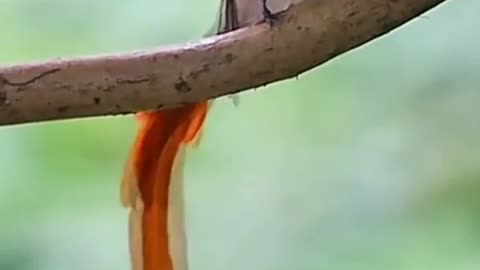 Beautiful bird in the nature video