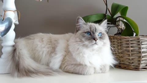 10 Most Beautiful Long-Haired Cats in the World with Long Hair