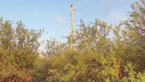 Hawk on Hunting Perch