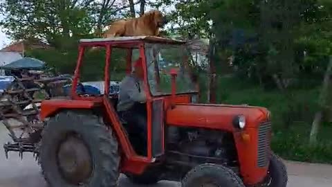 Dog Goes for a Ride on Top of a Tractor