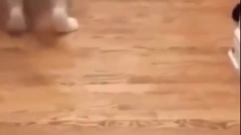 Cat and dog fight very funny