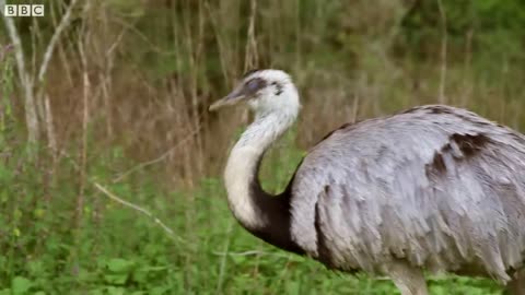 Take Flight with South American Birds | The Wild Place | Relax With Nature | BBC Earth