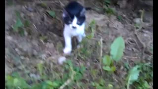 Hyperactive yet cute kitten