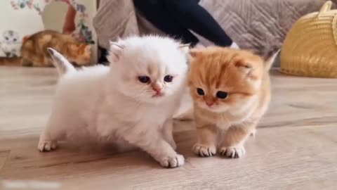 Now we can not be stopped_ We got out of the nest_ Funny kittens🐈🐈🐈 #teddykittens #cute #kittens