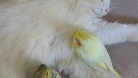 A Multi-Species Nap Session