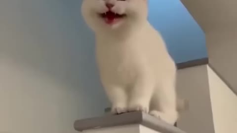 Cat video is very beautiful video