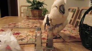 Talented Cockatoo Rocks The Salt Shaker Like A Drum Set