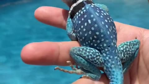 Iguana blue collar