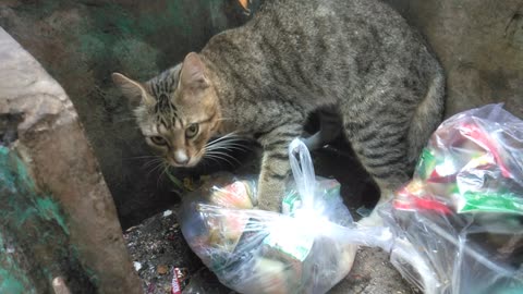 When a cat suffers looking for food in the trash